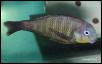 Tropheus brichardi Namansi