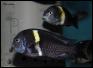 Tropheus duboisi