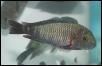 Tropheus kasabae Chaitica