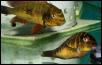 Tropheus moorii golden kasumba