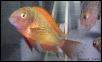 Tropheus moorii Ilangi