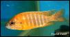 Aulonocara chidunga