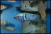 Pseudotropheus msobo Tumbi