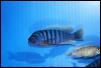 Pseudotropheus fainzilberi Ngwazi