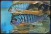 Pseudotropheus fainzilberi Ndumbi