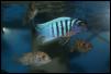 Pseudotropheus fainzilberi Magunga
