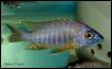 Aulonocara korneliae