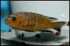Pseudotropheus nigrodorsalis Nkungu