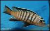 Pseudotropheus nigrodorsalis Nkolongwe