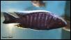Aulonocara kandeensis