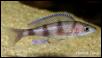 Paracyprichromis sp. ammelrooyi