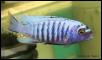 Pseudotropheus msobo Lundo