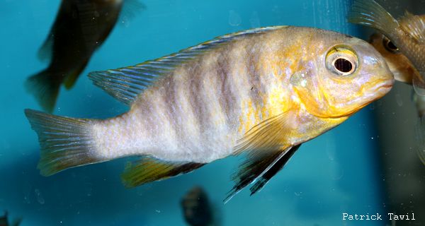 Tropheops sp. red cheek dwarf Mlowe