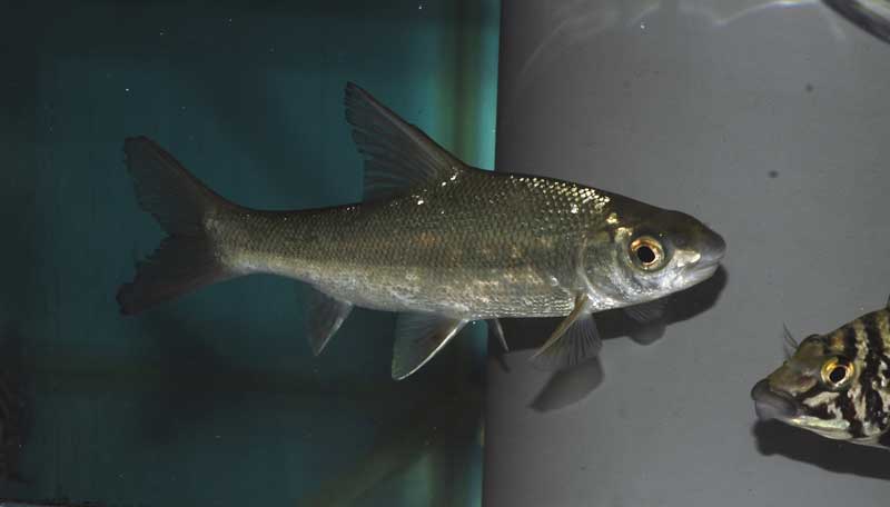 Acapoeta tanganicae