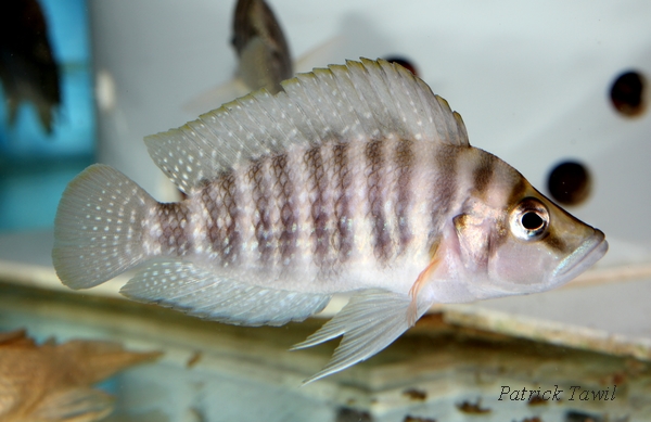 Altolamprologus compressiceps Burundi