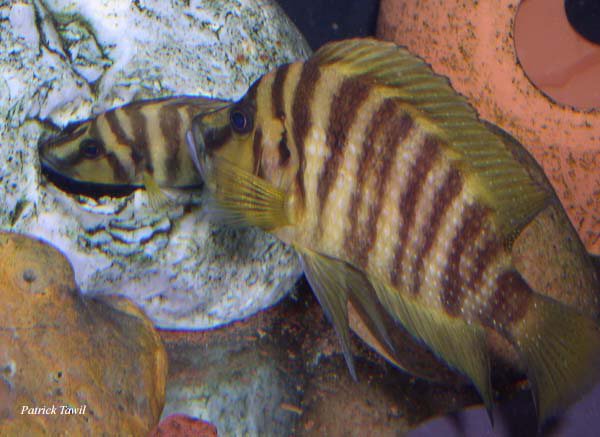 Altolamprologus compressiceps Chaitica gold
