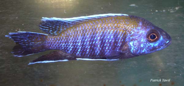 Aulonocara walteri