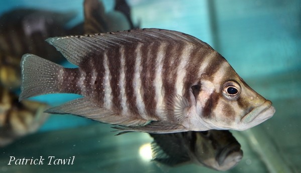 Altolamprologus compressiceps Nangu black