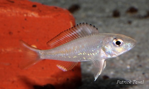 Callochromis stappersi
