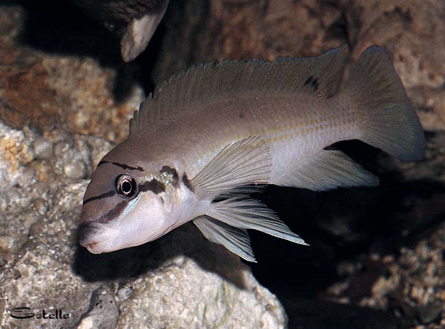 Chalinochromis brichardi