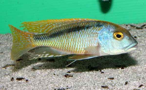 Buccochromis nototaenia