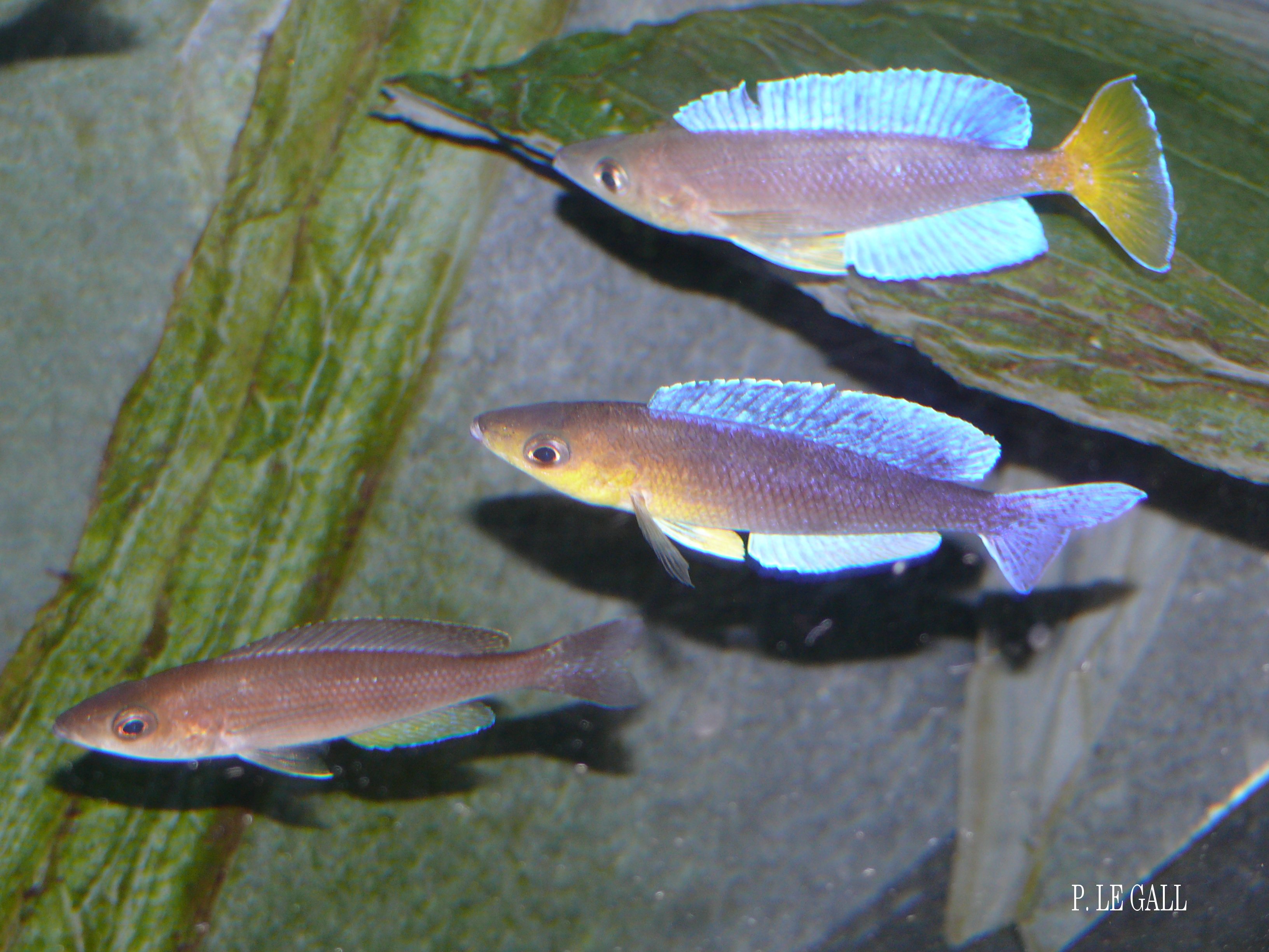 Cyprichromis leptosoma jumbo Kigoma