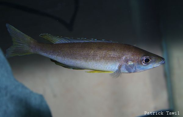 Cyprichromis microlepidotus Sibwesa