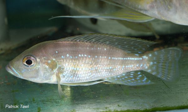 Greewoodochromis chrystyi