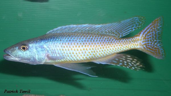 Champsochromis caeruleus