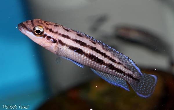 Julidochromis dickfeldi