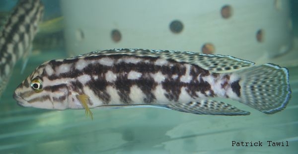 Julidochromis marlieri Burundi