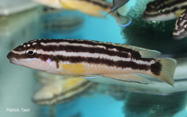 Julidochromis ornatus