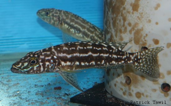 Lepidiolamprologus kendali Kasanga