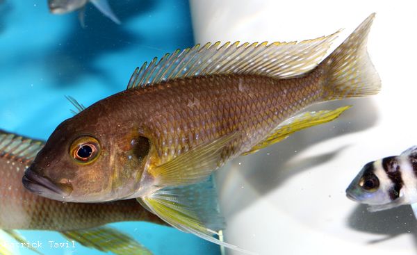 Limnochromis staneri