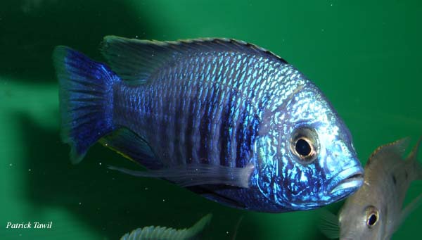 Copadichromis azureus Mbenji