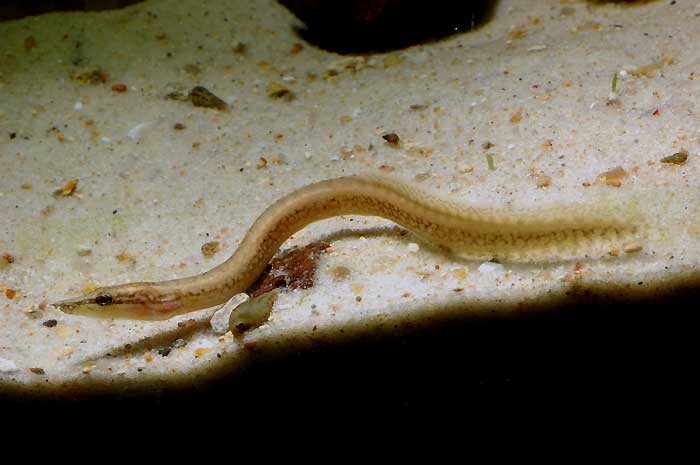 Mastacembelus mixte (tanganicae, albomaculatus...)
