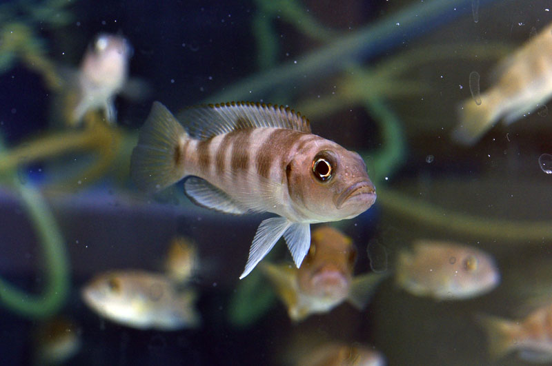 Neolamprologus boulengeri