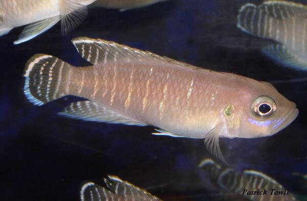 Neolamprologus brevis Kitumba