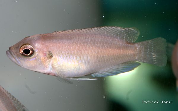 Neolamprologus brevis Kipilli