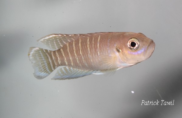 Neolamprologus brevis Livua
