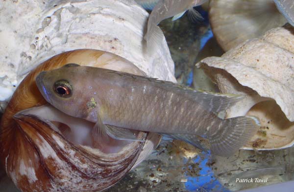 Neolamprologus brevis Zambie
