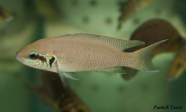 Neolamprologus brichardi Kipilli