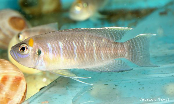 Neolamprologus calliurus Nkondwe