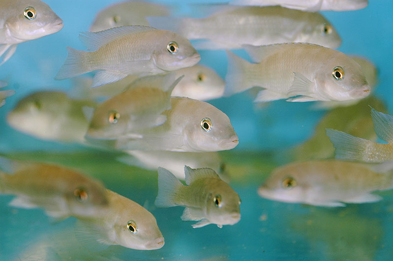 Neolamprologus mondabu Kigoma