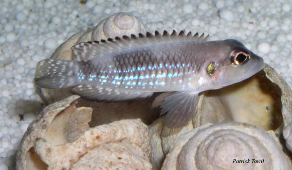 Neolamprologus speciosus