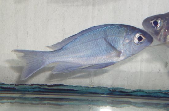 Ophthalmotilapia ventralis orange cap