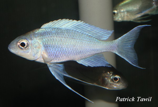 Ophthalmotilapia ventralis orange cap