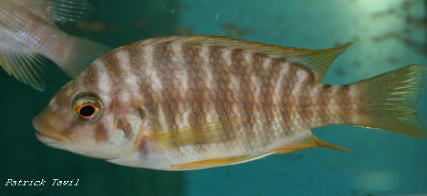 Petrochromis sp. yellow Moliro