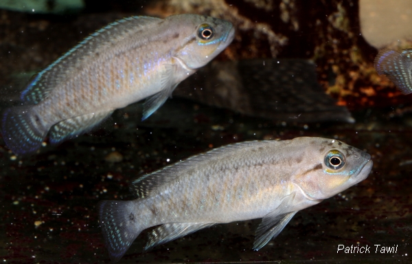 Telmatochromis sp. shell Zambie