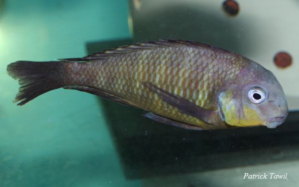 Tropheus brichardi Namansi